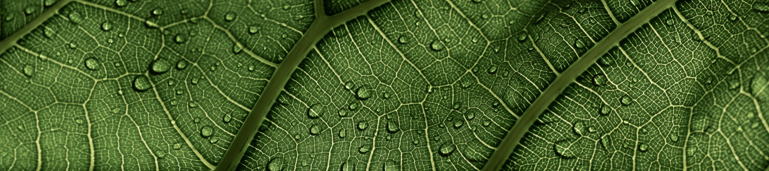 The great re-alignment: Sustainability trends, risks and change factors by Clare Shine