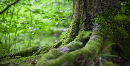 Herramienta clave para mitigar el cambio climático